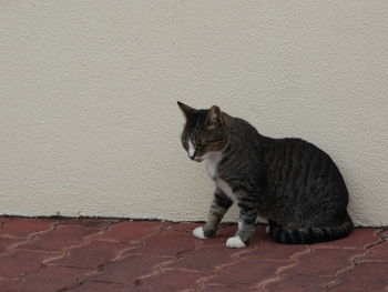 Close-up of cat on wall