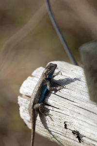 Large male eastern fence lizard sceloporus consobrinus on a wooden post