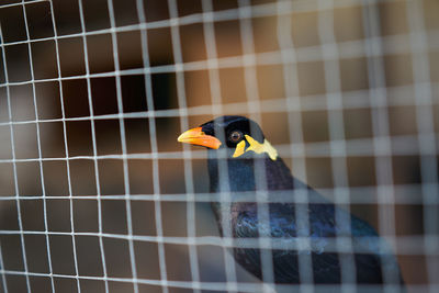 Close-up of bird in cage