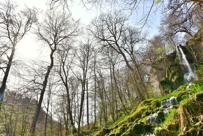 Low angle view of trees in forest against sky