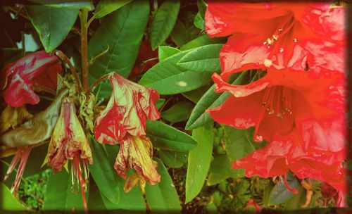 Close-up of red flower