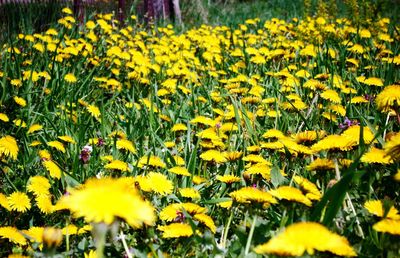 Close-up of yellow flowers