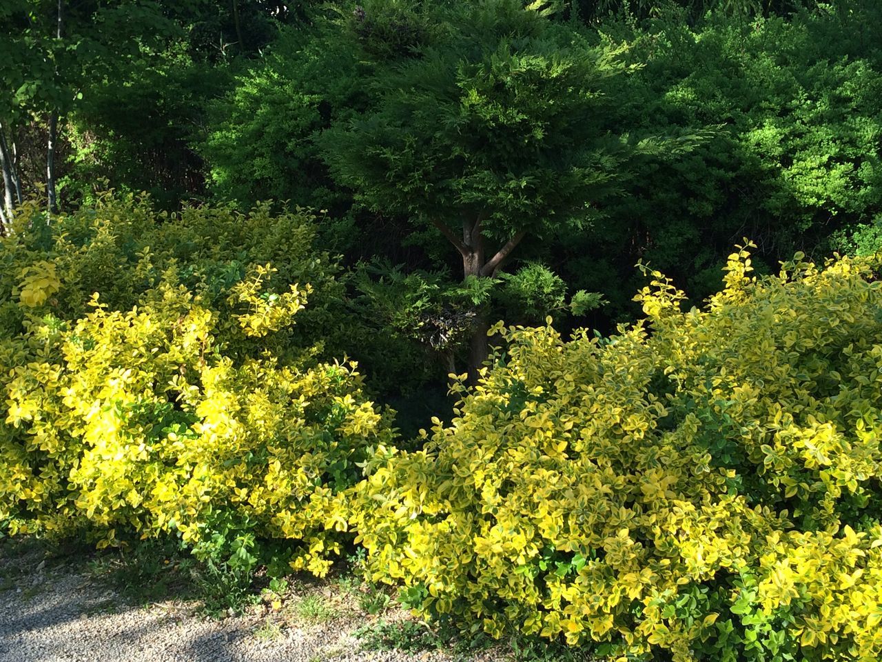 Jardin Japonais