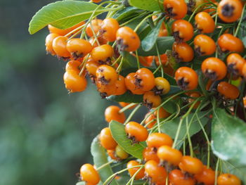 Close-up of orange fruits on tree