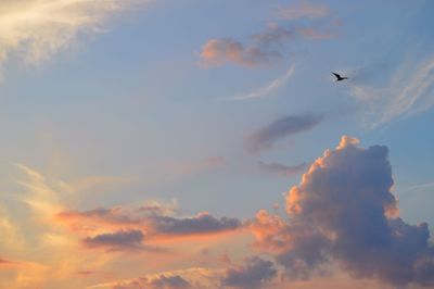 Low angle view of bird in sky at sunset