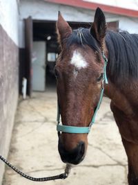 Close-up of horse in stable