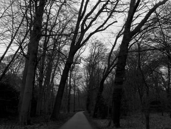 Road amidst trees in forest