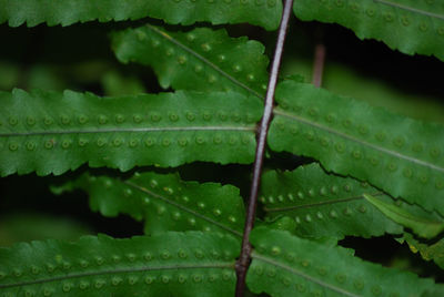 Close-up of raindrops on green leaves