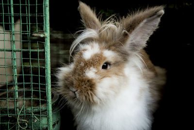 Close-up portrait of a rabbit