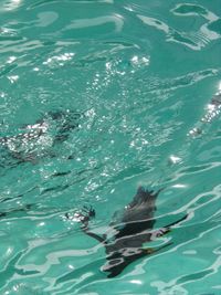 Fish swimming in sea