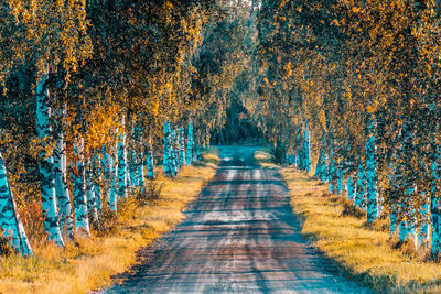 Road amidst trees in forest during autumn