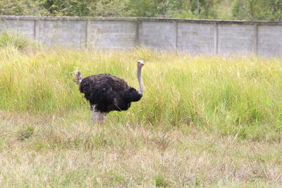 Black bird on field