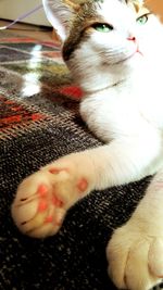 Close-up of cat lying down
