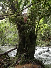 Trees by river in forest