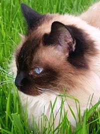 Close-up portrait of cute cat