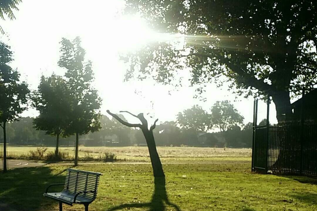 TREES ON FIELD IN PARK