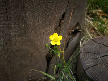 High angle view of yellow flowering plants on wood