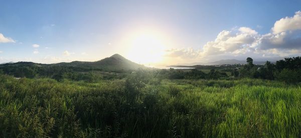 Scenic view of field against bright sun