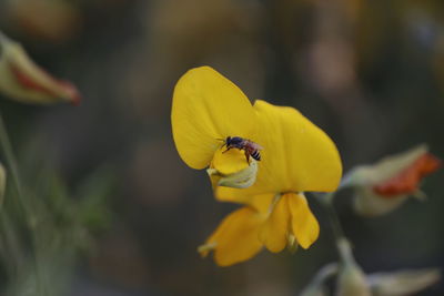 Close-up of insect on yellow flower