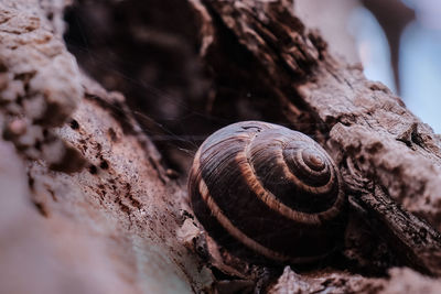 Close-up of snail shell on tree trunk