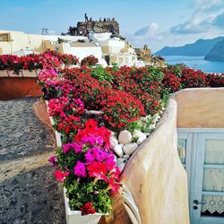 Potted plants by sea against building