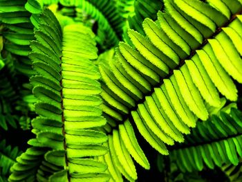 Close-up of fern leaves