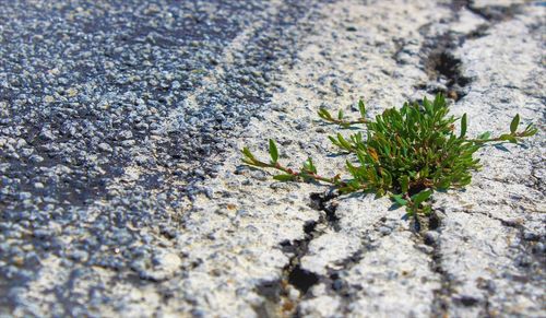 Close-up of plant growing on rock