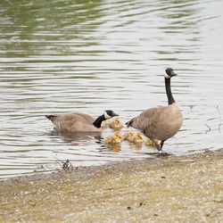 Ducks swimming on lake
