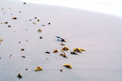 Birds on beach against sky