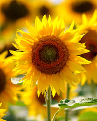 Close-up of yellow sunflower