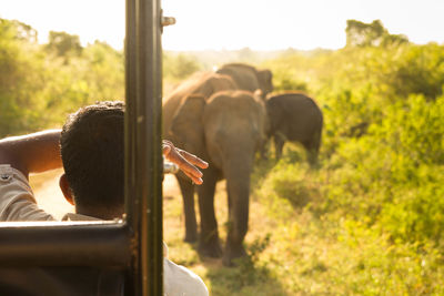 Rear view of man looking elephants on field