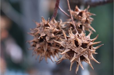 Close-up of wilted plant