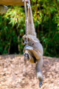 Gray langur hanging on rope