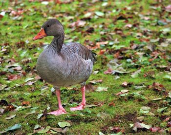 Duck on field