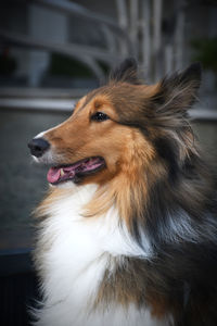 Shetland sheepdog with wind blowing on him