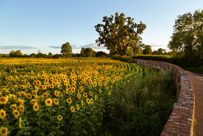 View of yellow flowering plants on field