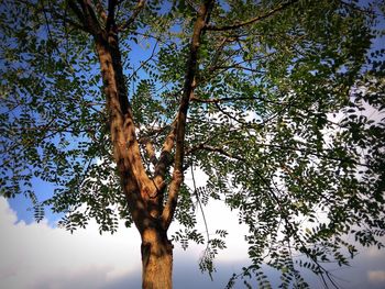 Low angle view of trees against clear sky