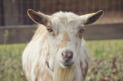 Close-up portrait of kid goat on field