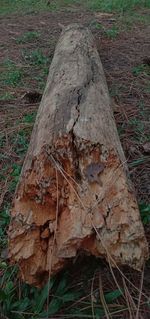 Close-up of tree trunk in forest