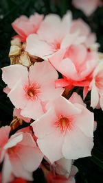 Close-up of pink flowers