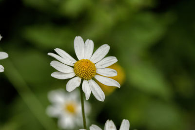 Close-up of flower blooming outdoors