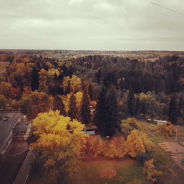 tree, sky, growth, landscape, beauty in nature, nature, road, flower, tranquil scene, transportation, high angle view, tranquility, scenics, mountain, field, cloud - sky, day, yellow, outdoors, autumn