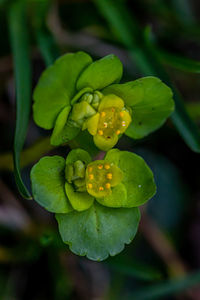 Close-up of water drops on plant