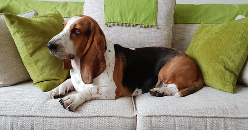 Dog resting on sofa at home