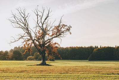 Trees on field against sky