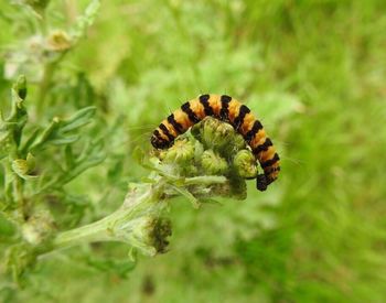 Close-up of insect on plant