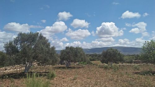 Trees on field against sky