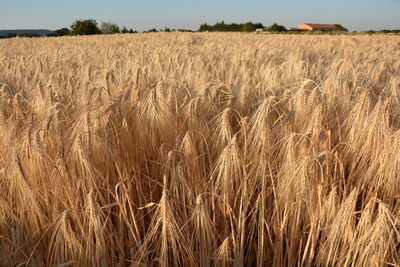 View of wheat field against sky