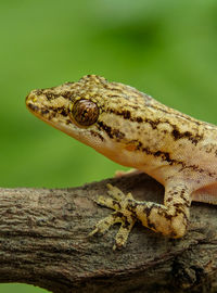 Close-up of a lizard on tree