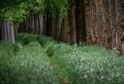 View of trees in forest